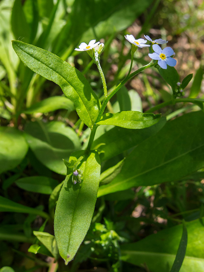 Myosotis scorpioides ?